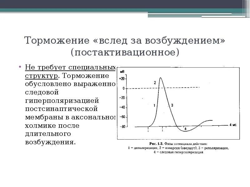 Слабая выраженность возбуждения и торможения. Торможение вслед за возбуждением. торможение вслед за возбуждением механизм. торможение вслед за возбуждением схема. схемы торможения в цнс.