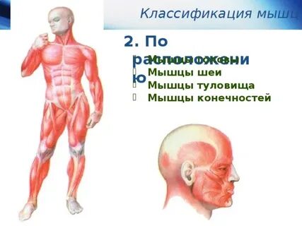 Мышцы туловища шеи