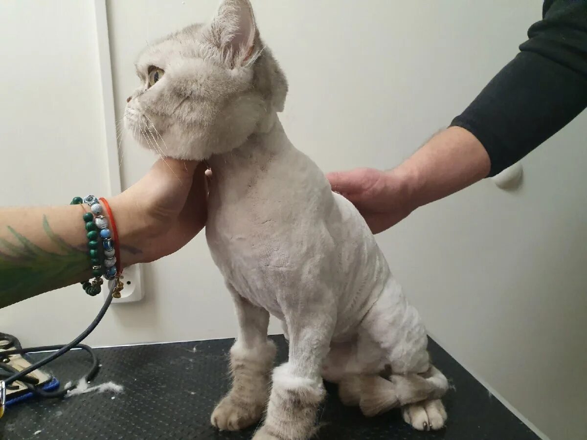 Где можно подстричь кота. Кот Годзилла стрижка. Стрижка котов. Подстриженный кот. Гигиеническая стрижка котов.