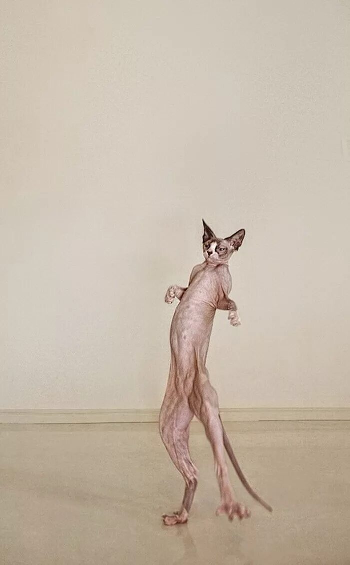 Сфинкс (порода кошек). Донской сфинкс. Сфинкс работает. Лысая кошка сфинкс. Кот сфинкс фараон.