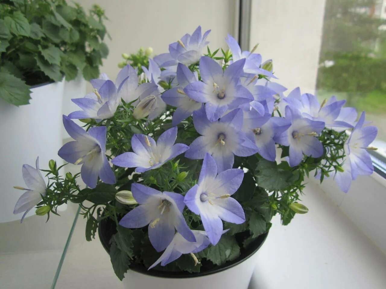 Жених и невеста уход. Фотосессия молодоженов на природе. Цветок кампанула жених и невеста. Кампанула биколор. Цветок кампанула жених и невеста.