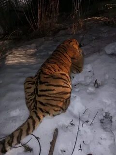 В крыму сбежал тигр