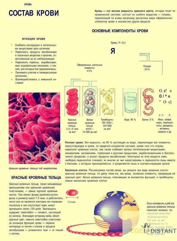 Состав крови. Основные компоненты крови. Кровь ЕГЭ биология. Основной элемент крови. Группы крови биология егэ