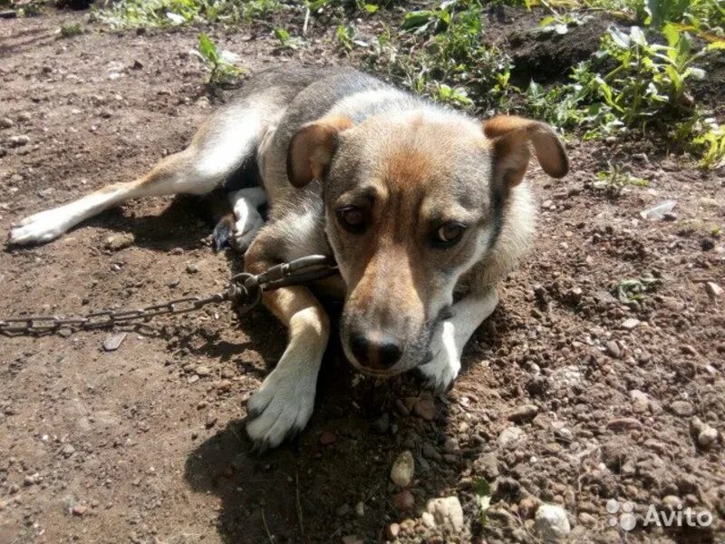 Корсо уфа. Шалайка. Собаки в уфе. Питомник собак в уфе. Уфимская собака.