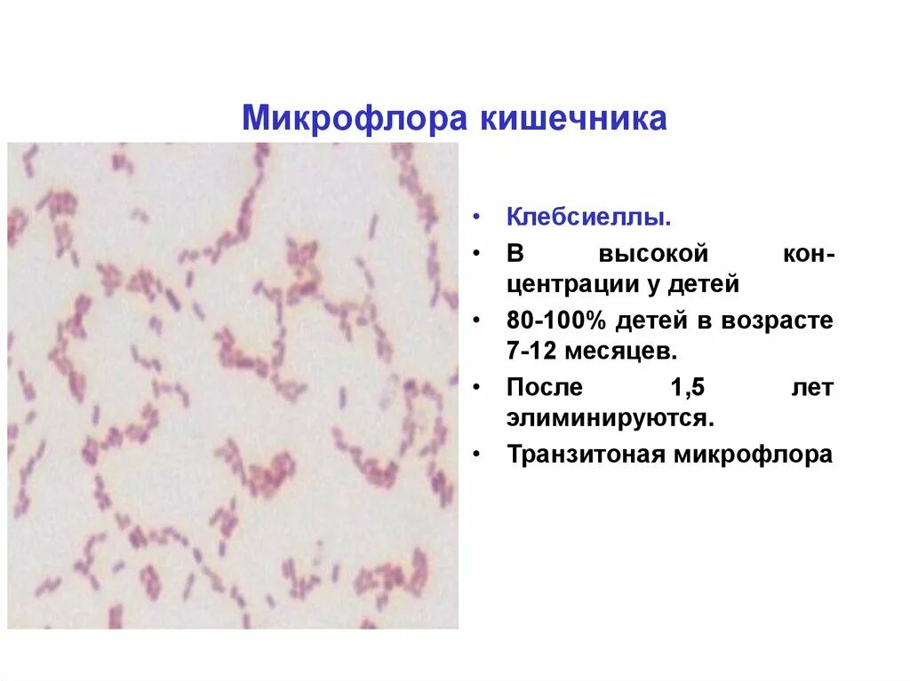 Форум микрофлора. Форум микрофлора