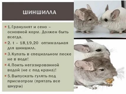 Шиншилле месяц