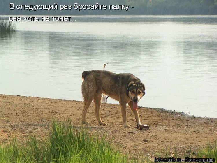 Кинуть палку выражение. Бросает палку собаке. Кидать палку. Брось палку. Кинул ей палку.