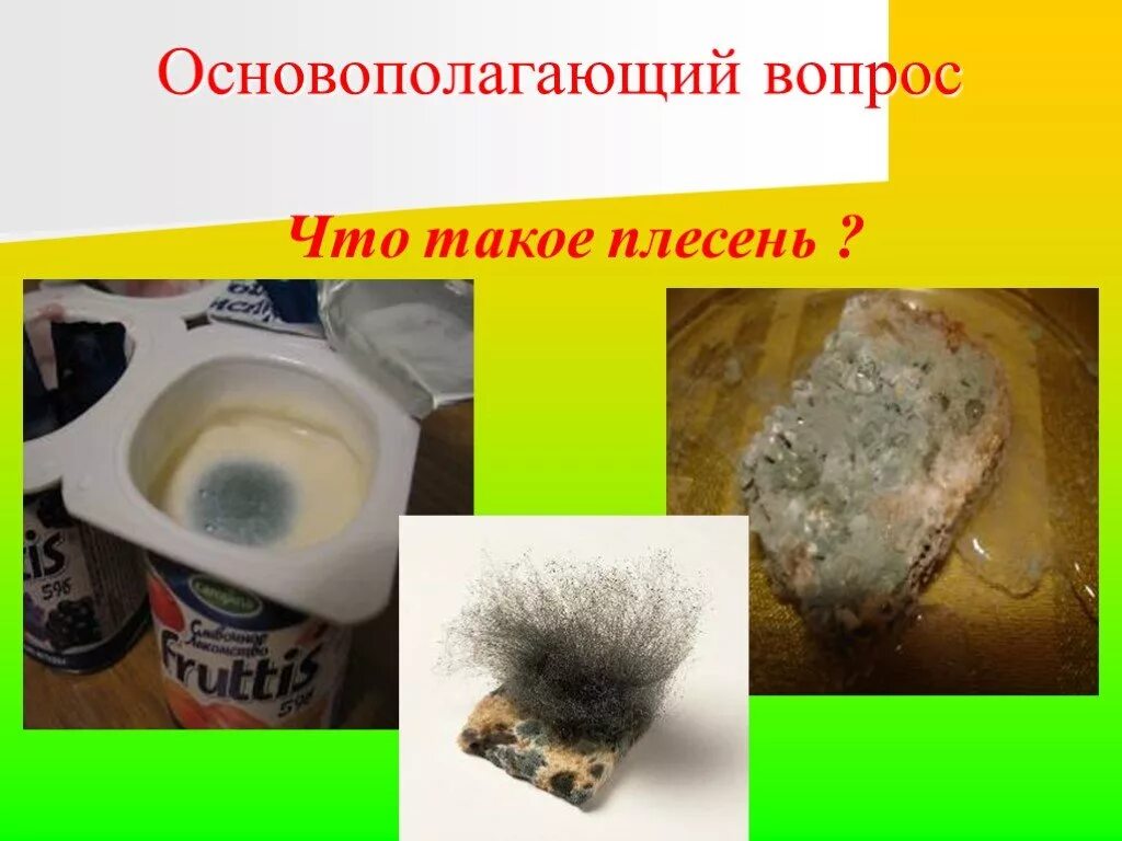 Влияние какого условия на развитие плесени. Плесень. влияние факторов плесневых грибов. хлеб с плесенью по биологии. проект по биологии хлебная плесень. факторы влияющие на развитие.
