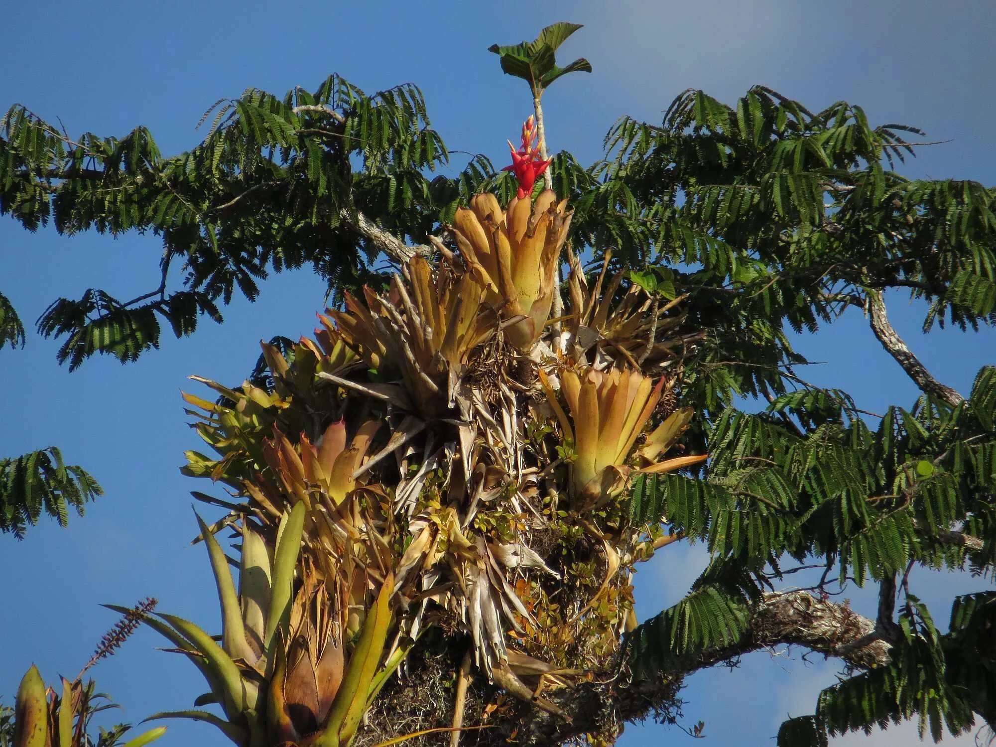 Бромелия эпифит. Bromelia Амазония. Цветок бромелия Эквадор. Эпифит бромелия на деревьях.