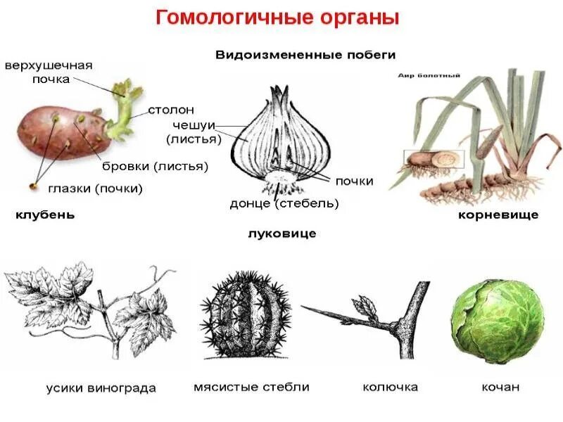 Наличие гомологичных и аналогичных органов