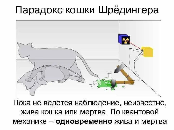 Эксперимент кот шредингера. Теория кота шредингера. кот шредингера эксперимент. опыт шредингера с котом. кот шредингера суперпозиция.