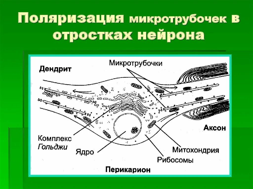 Процесс формирования микротрубочек