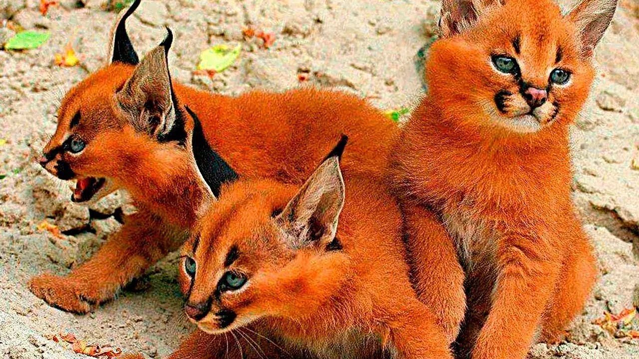 Показать видео какие бывают. Абиссинский каракал. Сервал, Саванна, чаузи,каракал. Самые редкие кошки. Оранжевые животные.