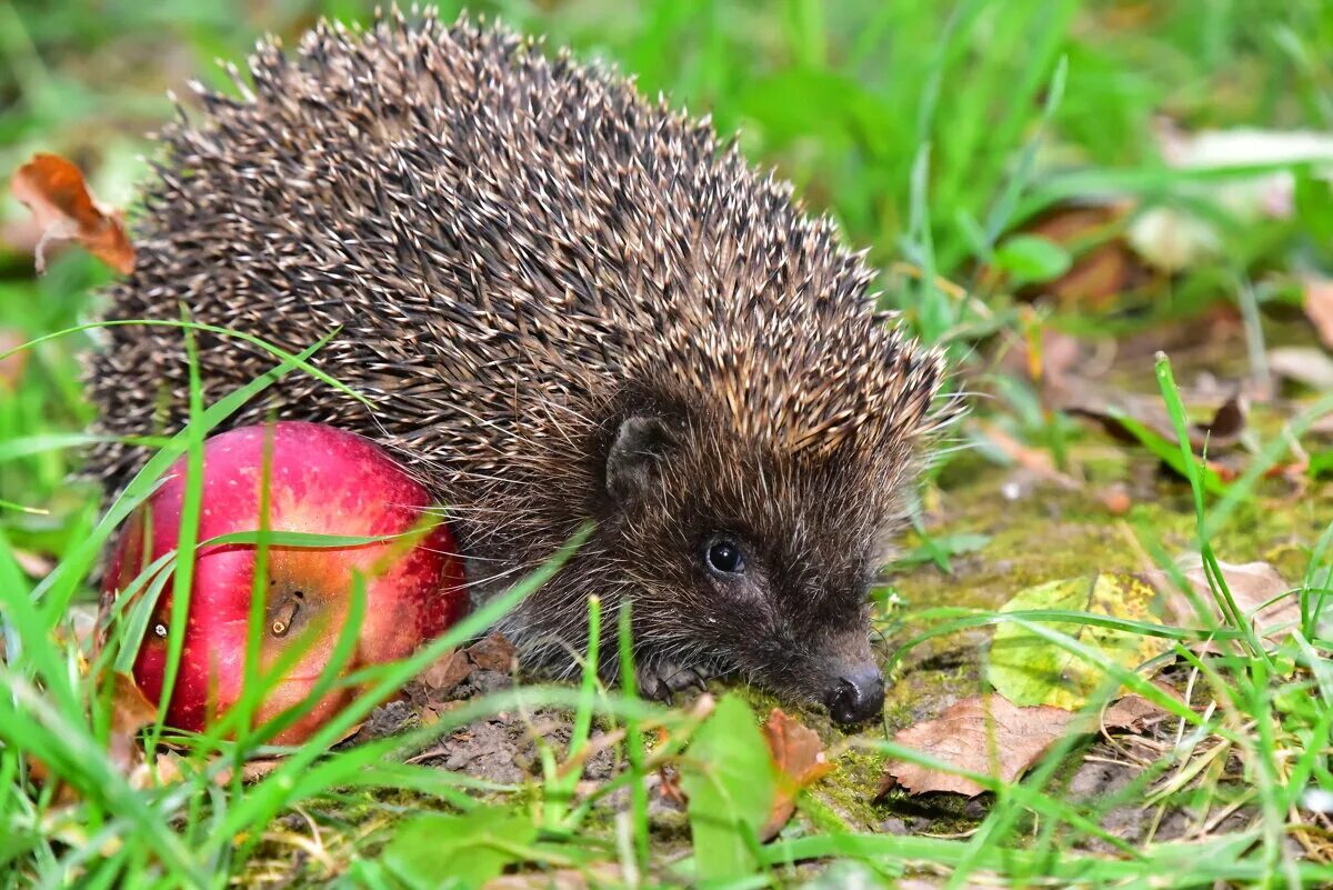 ёж с яблоком. ежи едят яблоки. ежи едят яблоки. что едят ежики. ежи едят яблоки.