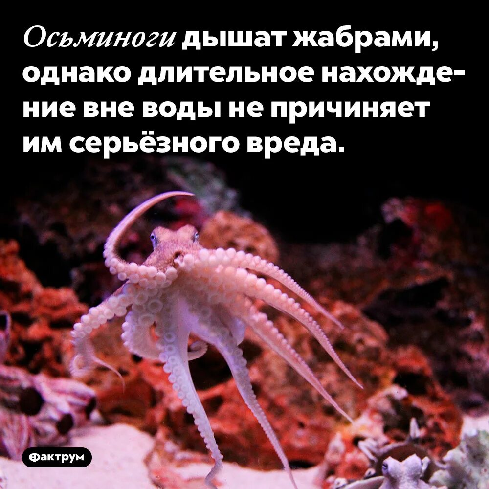 Осьминог для детей. Осьминог интересные факты. Доклад про головоногих моллюсков 7. Интересные факты о осьминогах. Осьминог интересные факты.