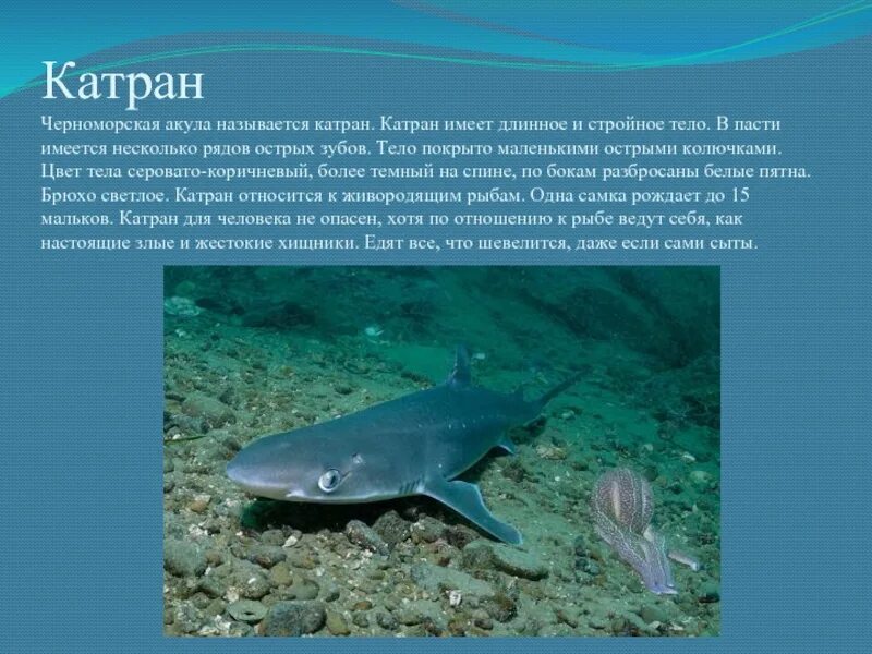 Длина акулы катран. Черноморская акула катран. колючая акула черноморский катран. катран акула черного моря. обитатели черного моря катран.