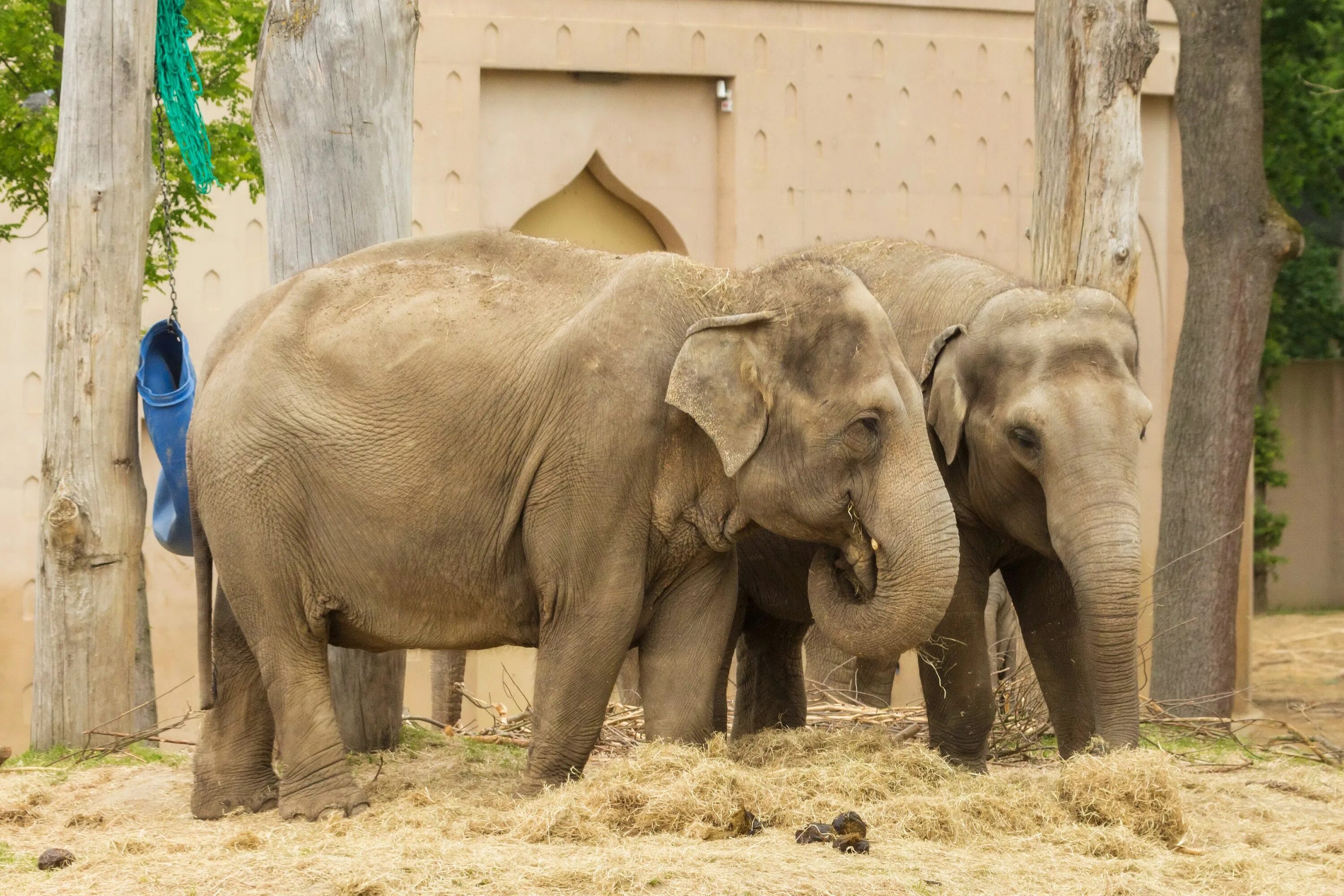 Слон. Слон фото. Слоны в зоопарке. Загон для слонов в зоопарке. Two elephants