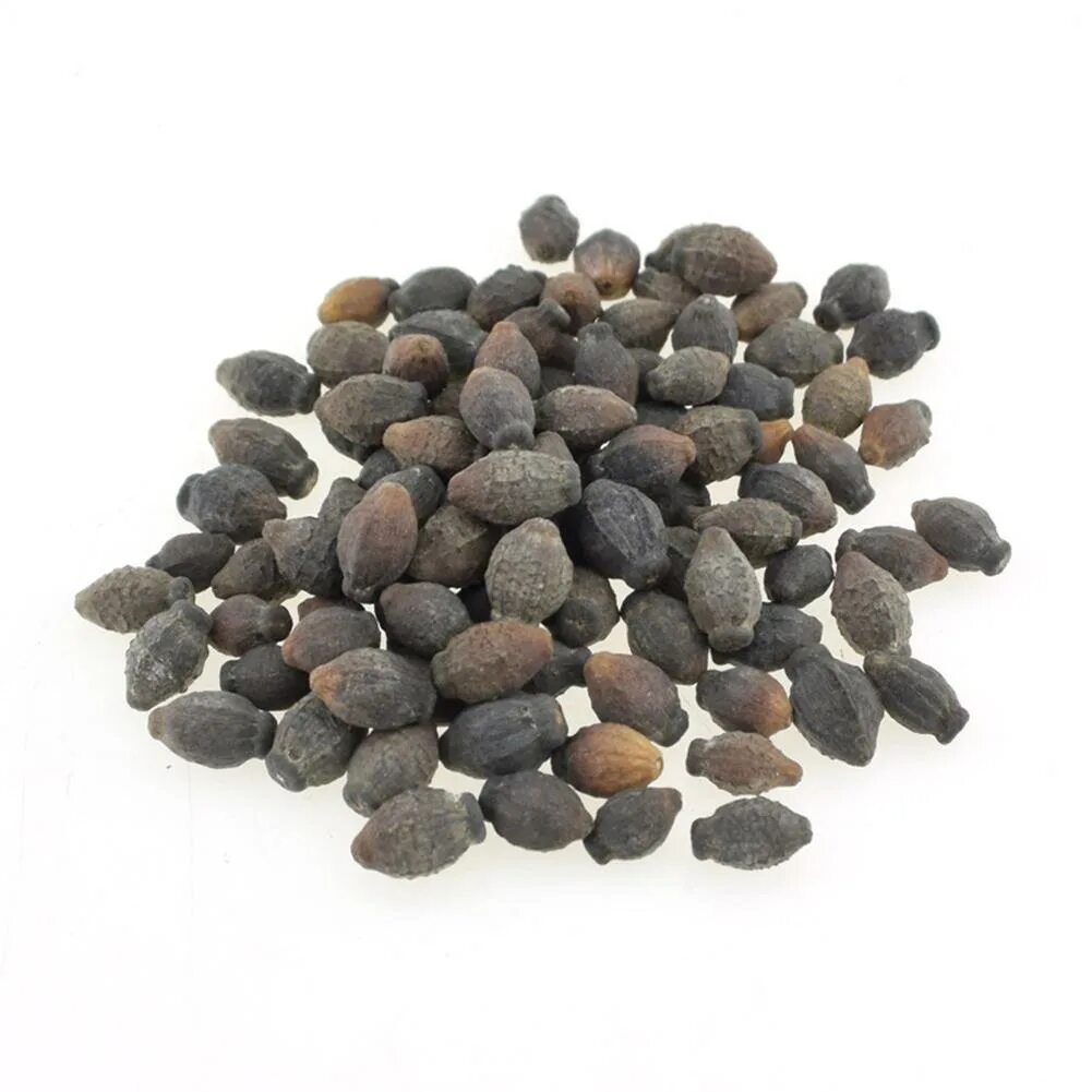 Семена черные овальные. Круглые семечки. Чечевица обыкновенная семена. Кашнич кориандр. Горчица белая, семена (100 гр).