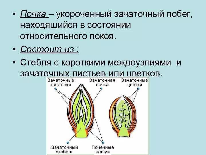 Почка представляет собой зачаточный побег. Почка зачаточный побег строение. Почка это зачаточный побег биология 6. Доказать что почка это зачаточный побег 6. Зачаточные генеративные почки