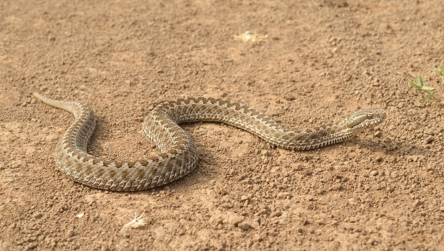 Змеи в степи. Степная гадюка (Vipera Renardi). Степная гадюка (Vipera Ursini Bonaparte). Восточная Степная гадюка Vipera Renardi (Christoph, 1861). Степная гадюка (Vipera ursinii).