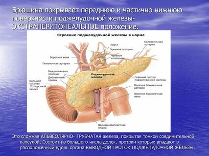 Куда открывается проток
