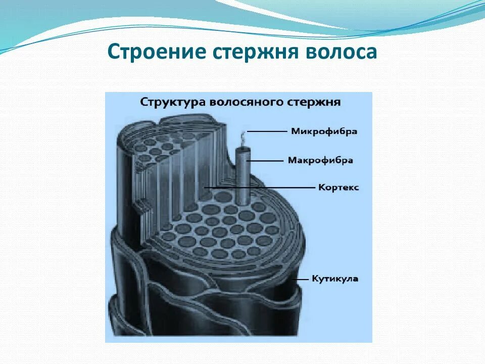 Строение стержня волоса связи. Строение волоса. Схема строения стержня волоса. Поперечное строение стержня волоса.