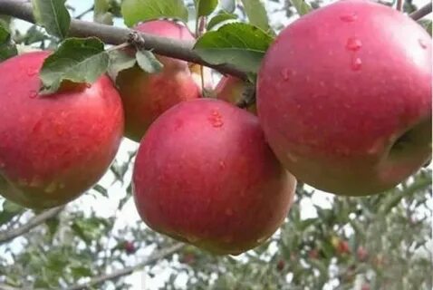 Яблоня крупная