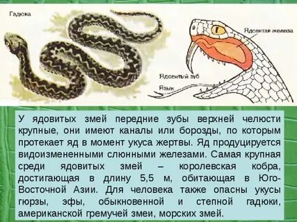 Гадюка обыкновенная отряд