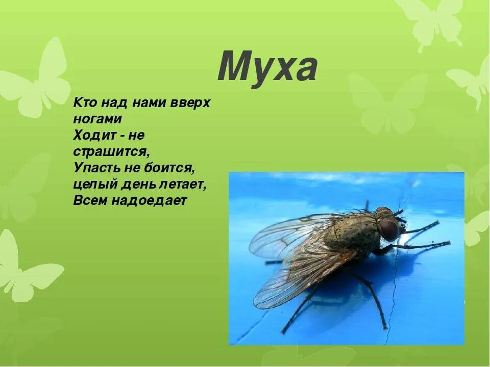 Детям про муху