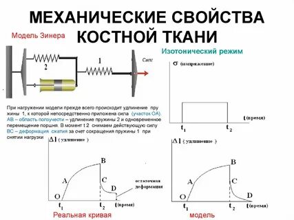 Режим модели
