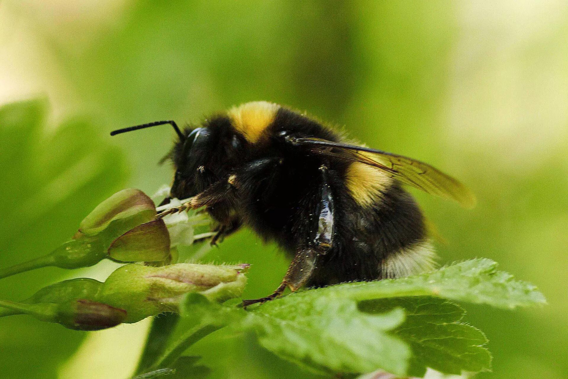 Шмель Степной – Bombus fragrans Pallas. Шмель Bombus pascuorum. Шмель армянский - Bombus armeniacus. Bombus patagiatus.