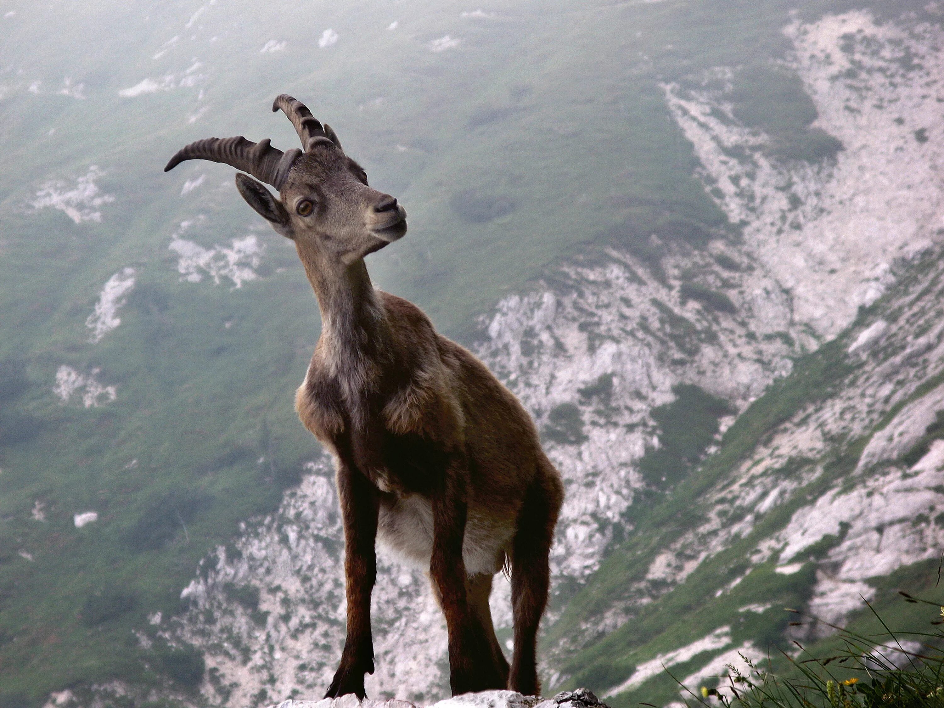 Альпийские Ибексы. Тянь-Шанский горный козёл. Горный козел Серна. Альпийский горный козел Ибекс.