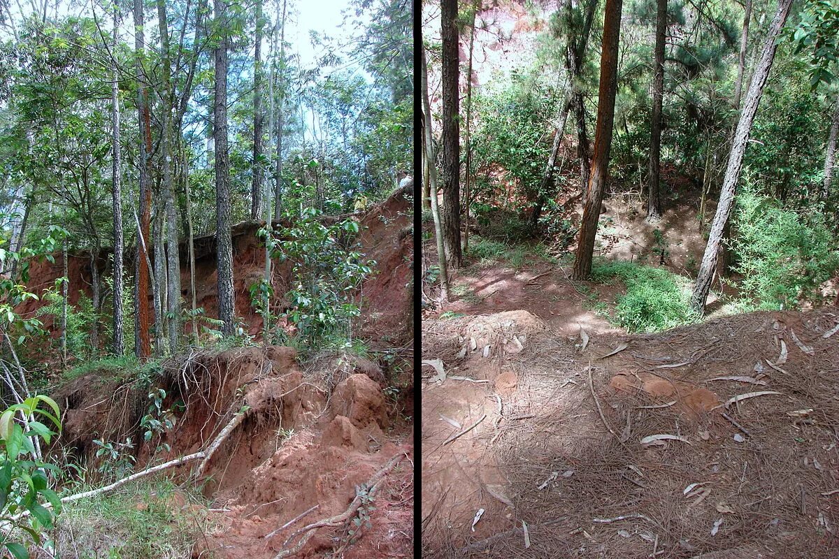 Топырақтың ластануы презентация. Глинистые грунты. Замазученный грунт. Лес против. Топырақтың ластануы презентация.