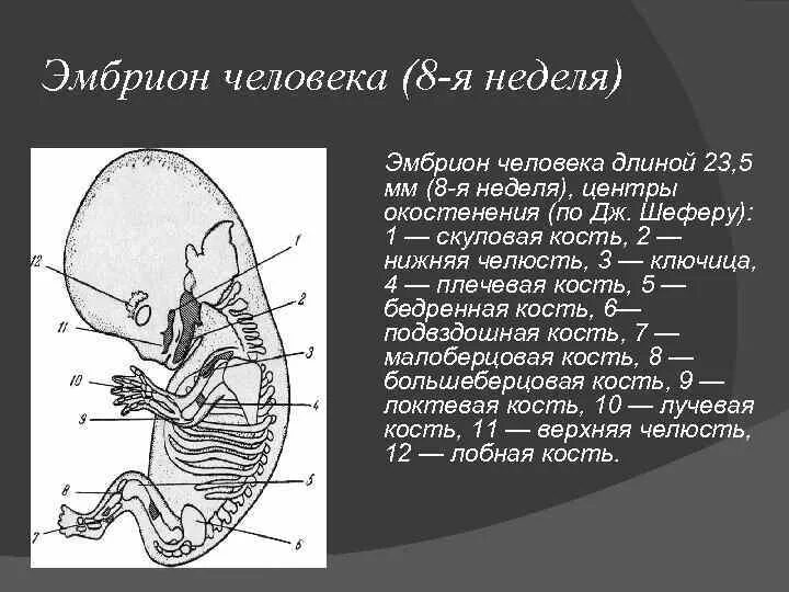 Строение зародыша человека. Зародыш человека 8 недель. Эмбрион человека 8 недель. Зародыши человека 8 нед.