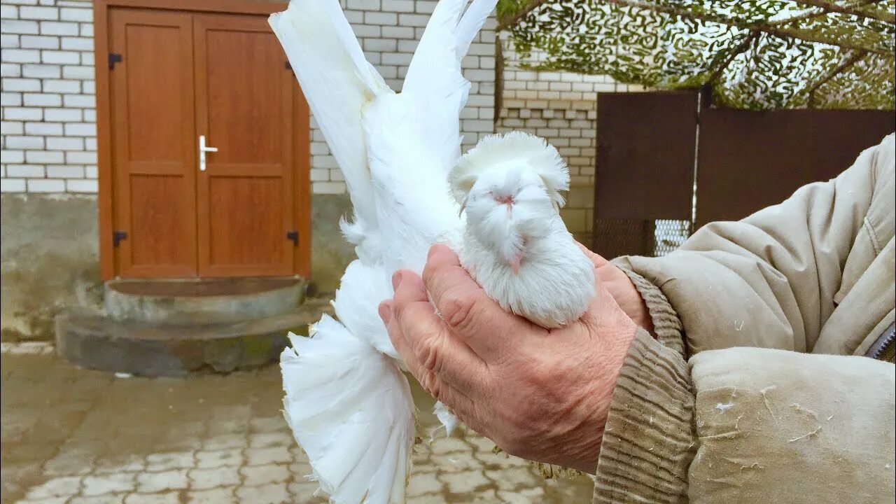 Голуби Северокавказские космачи бойные. Северокавказские голуби Буденновска. Голуби иранские бойные космачи. Голуби Северокавказские космачи 2021. Продажа голубей ставропольский край