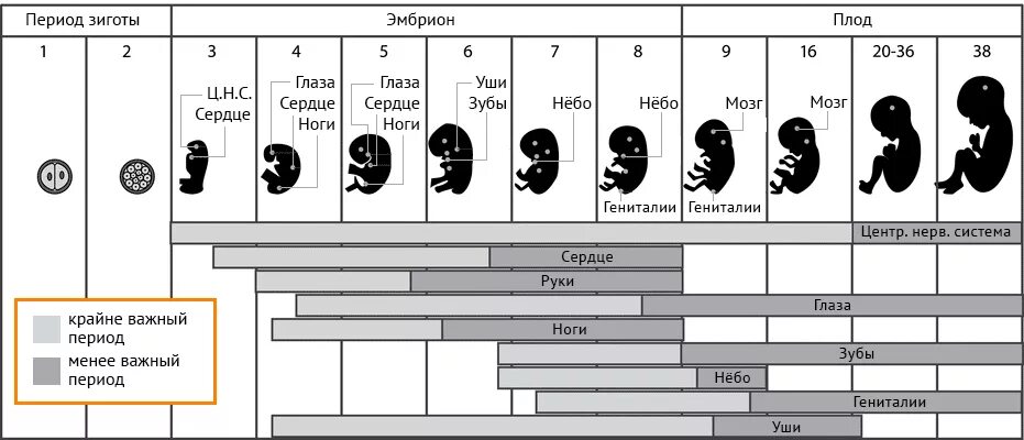 Как развивается нормальная беременность