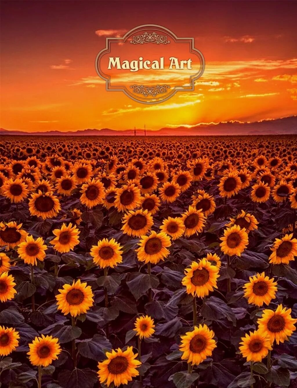 Закат подсолнухов. Поле подсолнухов фото. sunflower. поле с подсолнухами фото высокого разрешения.