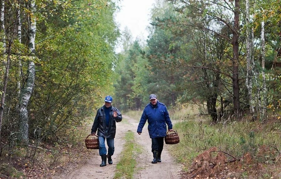 Грибы заповедника брянский лес. Грибники в лесу. В лес за грибами. Грибной сезон. 2 грибника.