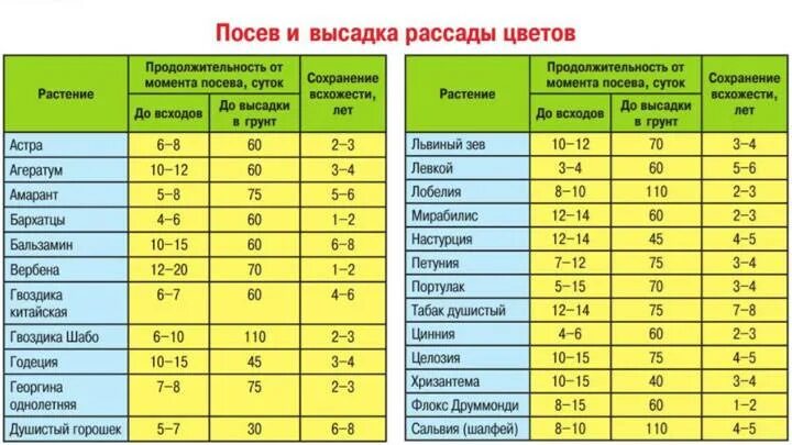 Сроки посева цветов на рассаду