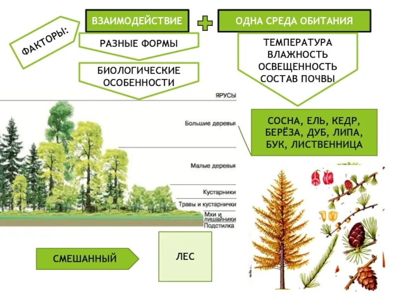 Взаимоотношения в растительном сообществе. Лиственница среда обитания. Растительные сообщества. Жизненная форма сосны. Взаимодействие в растительном сообществе.