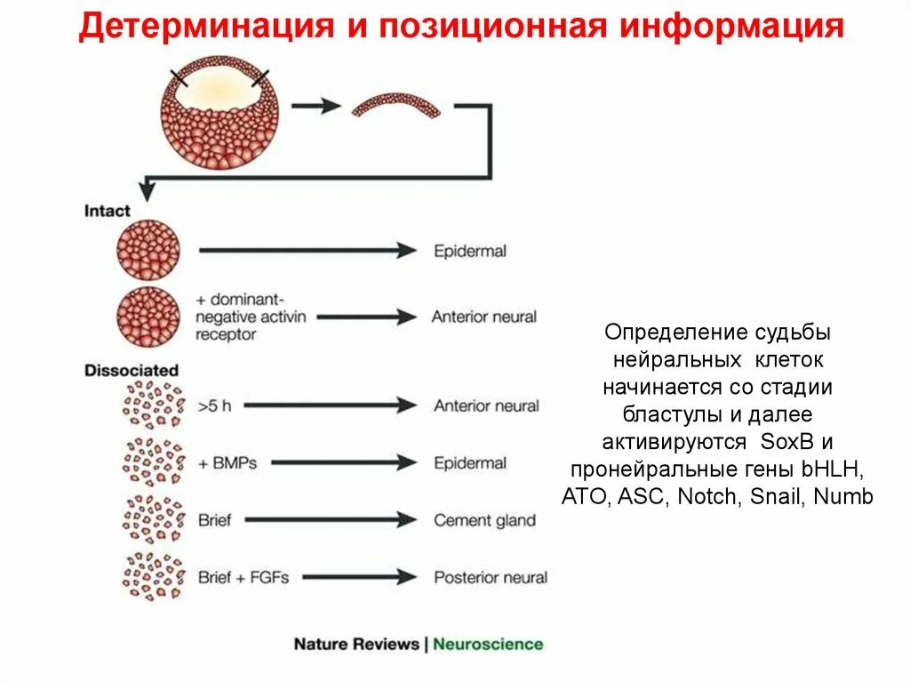 Детерминация. Клеточная детерминация. Детерминация это в биологии. Позиционная информация. Детерминация клеток