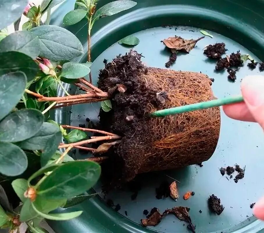 Нужно ли пересаживать цветущую