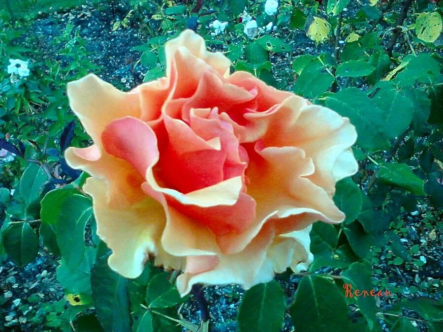 коралл желе. Corail gelee роза. коралл желе роза японская. роза коралл гелле. арбузное желе.