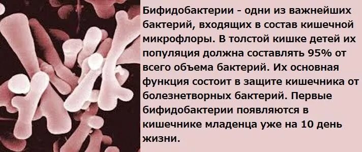 Бифидобактерии где. Лактобактерии и бифидобактерии. Бифидобактерии роль в организме человека. Бифидо и лактобактерии. Бифидобактерии заболевания.