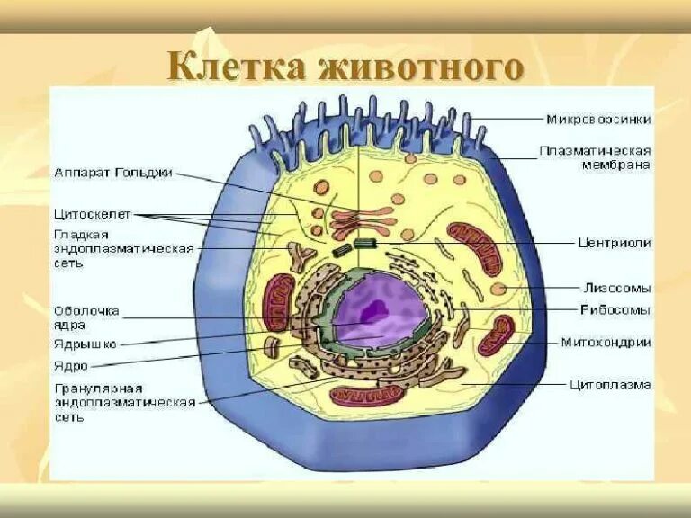 Клетка животного 9 класс. Строение клетки. клетка животного. животная клетка. строение клетки животного.