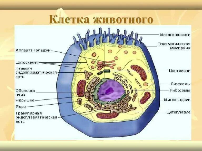 Животные на 7 клеток