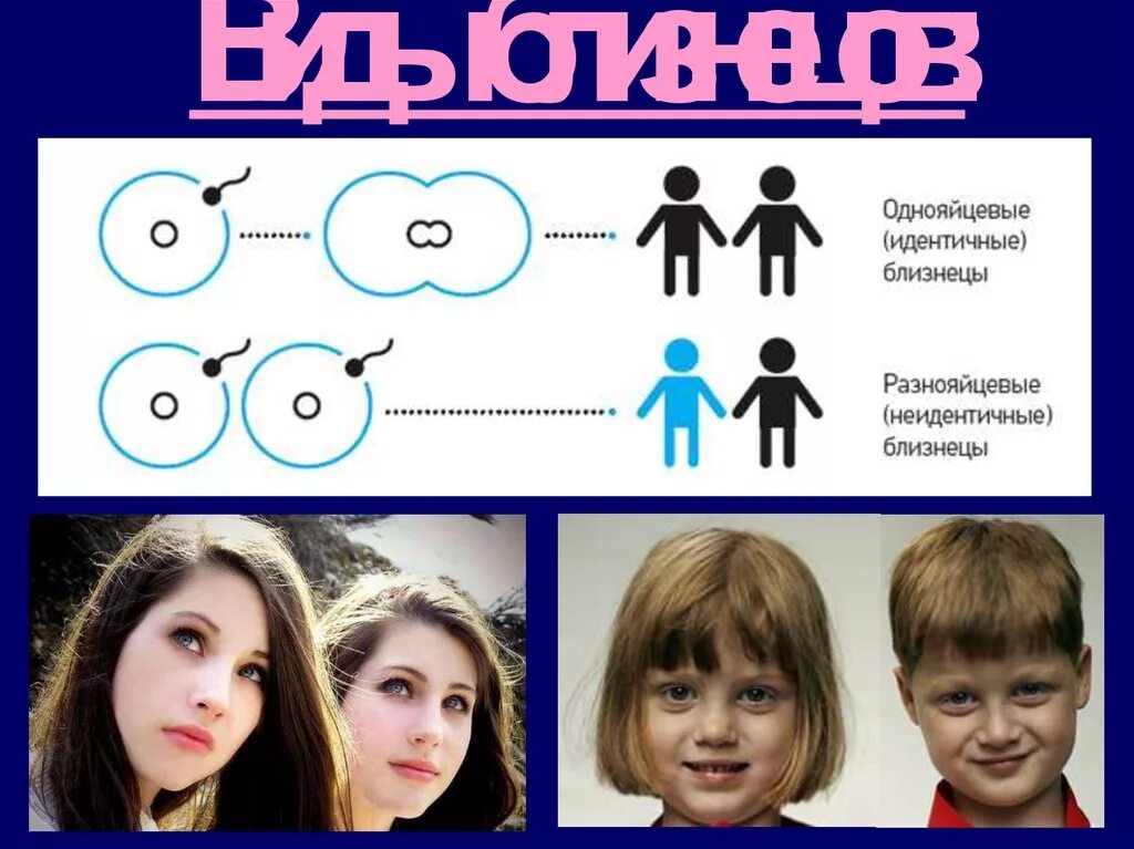 Отличается несколькими особенностями. Однояйцевые и разнояйцевые. Однояйцевые и разнояйцевые Близнецы. Однойцавые разнойцевые блтзнецы. Однояйцевые и разнояйцевые Близнецы отличие.