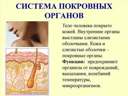 Покровная система какие органы