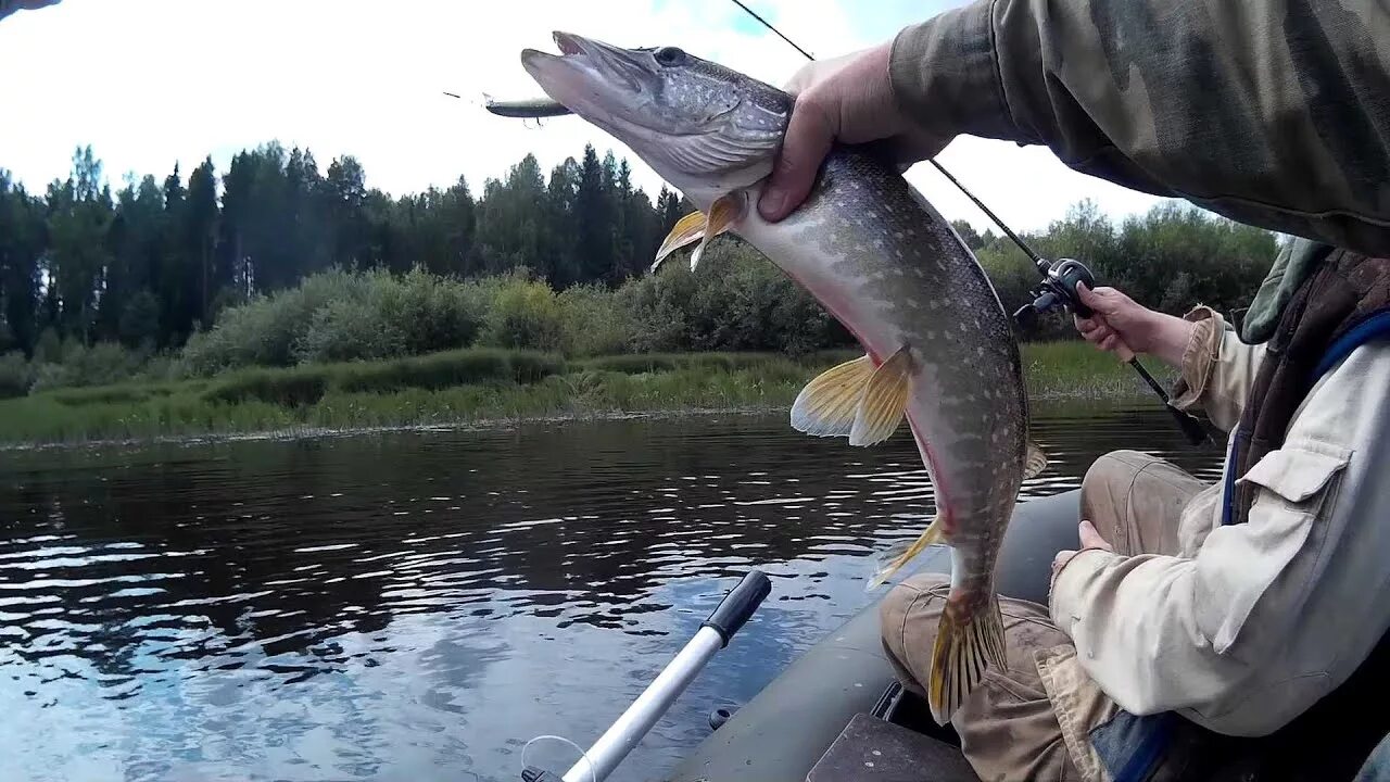 Щука на спиннинг на реке видео. Рыбалка летом. Щука на спиннинг на реке видео. Щука на спиннинг. Щука на спиннинг на реке видео.