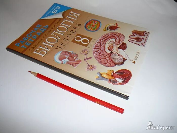 "Биология. Человек. 8 Класс". Д.В. Колесова и др.. Колесова 4-5 лет тетради. Упр 193 биология 8 класс Колесов маш Беляев рабочая тетрадь. Д.В. Колесова, р.д. Маша, и.н. Беляева Дрофа 2015 рабочая тетрадь. Биология 8 класс колесова беляева рабочая